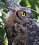 Great Horned Owl 1615 p